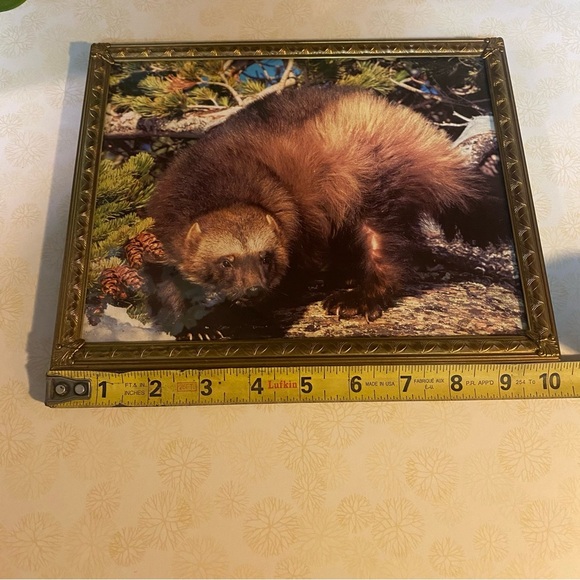 Vintage brass framed wildlife print of a beautiful wolverine wall hanging - Picture 5 of 5
